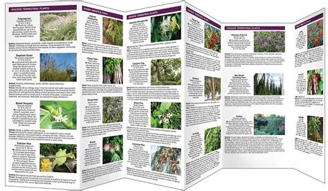 Florida Invasive Plants Pocket Naturalist® Guide