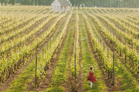 Plantacja Winogron Zdj Cia Darmowe Pobieranie Na Freepik