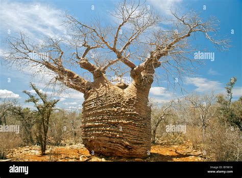 Baobab tree hi-res stock photography and images - Alamy