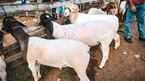 VÁRIOS CAPRINOS DE RAÇA E LUXO ALÉM DE SUÍNOS EM CARUARU PE TERÇA