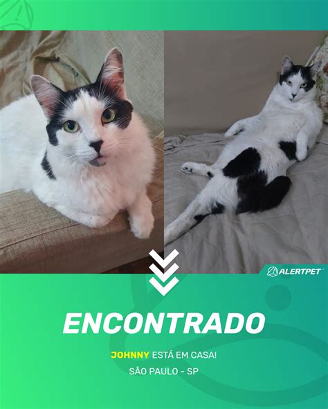 Gato Encontrado São Paulo SP Johnny AlertPet