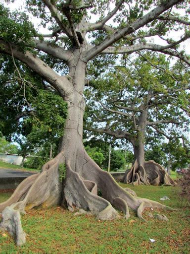 Mundo Yoruba El árbol sagrado del Mayombe La importancia de la