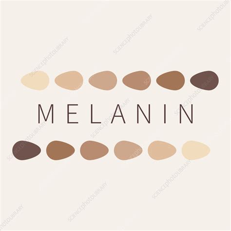 Melanin Conceptual Illustration Stock Image F Science