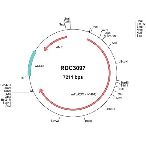 Mouse PLA2R1 NP 032893 1 VersaClone CDNA RDC3097 R D Systems