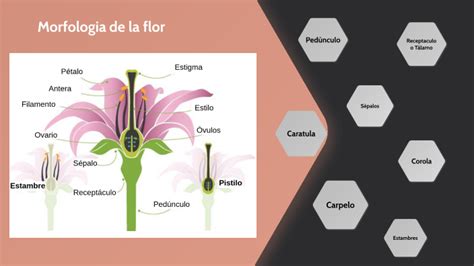 Morfolog A De La Flor By Cindia Martinez On Prezi