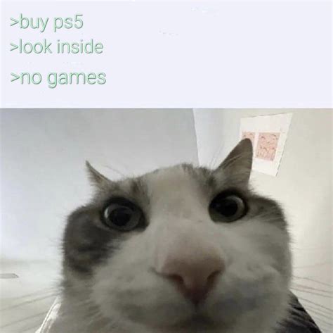 >buy ps5 | Cat Looks Inside | Know Your Meme