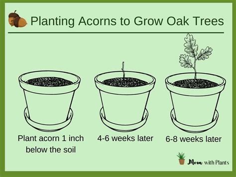 Learn How To Grow Your Own Oak Tree By Planting An Acorn Growing