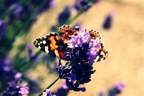 Vanessa Cardui Edelfalter Mariposa Foto Gratis En Pixabay Pixabay