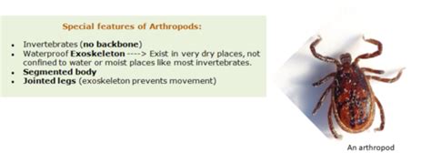 Ectoparasites Flashcards Quizlet