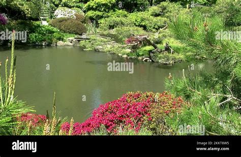 Japanese Azaleas Stock Videos Footage Hd And K Video Clips Alamy