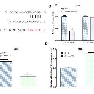 Lncrna Malat Acts As A Cerna By Competitively Binding To Mir B A