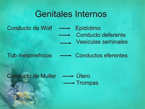 Anatomia Del Aparato Reproductor Fem PPT Descarga Gratuita