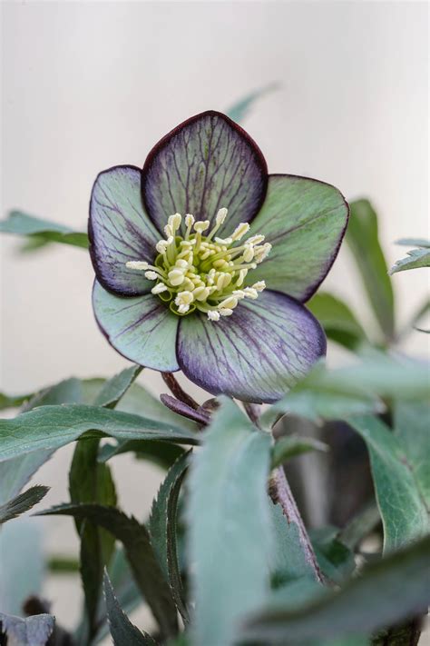 A Purple And White Flower With Green Leaves