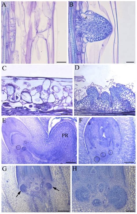 Adventitious Root Ar Formation In Hypocotyls Ab And Thin Cell