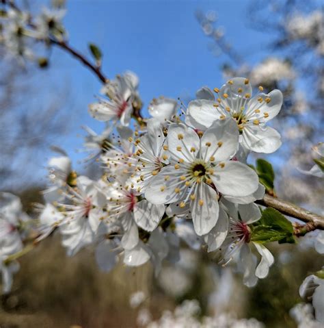 Garden Outdoors Outdoor Plants Ft Tall Cherry Plum Trees Prunus