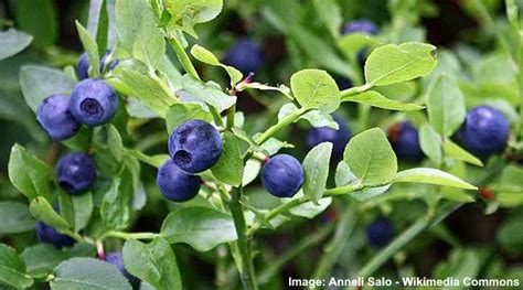 32 Shrubs And Trees With Purple Berries Identification Guide