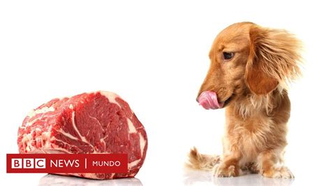 Porque Los Perros No Pueden Comer Carne