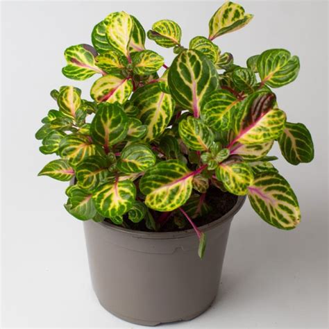 Iresine Variegated Hearts 13cm Pot Opperman Plants Ltd