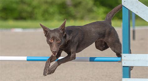 Owczarek Australijski Kelpie Wszystkie Informacje I Opis Rasy