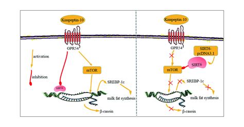 Kisspeptin Maintains The Activation Of The Mtor Signaling Pathway By