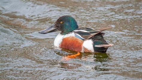 Premium Photo | Male shoveler duck