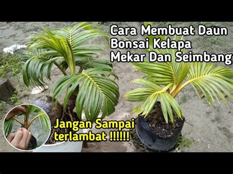 CARA MEMBUAT DAUN BONSAI KELAPA TUMBUH MEKAR SEIMBANG YouTube