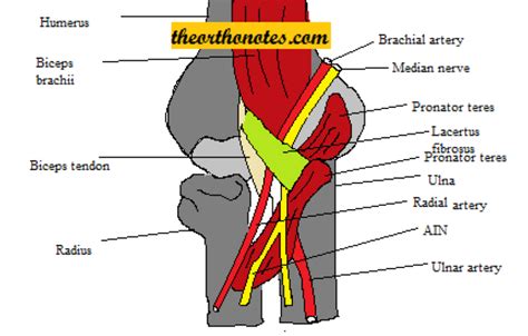 Volkmann's Ischemic Contracture - Orthopedics Notes