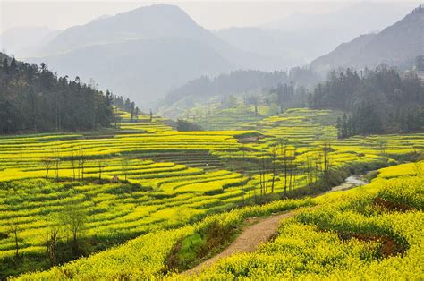 Yunnan Rapeseed Fields In Luoping China Canola Flower Chinese