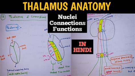 Thalamus Functions Connections Nuclei Thalamus Anatomy Neuroanatomy Youtube