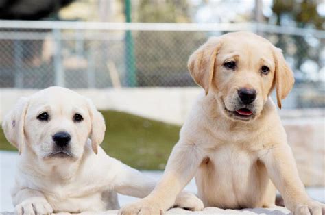 Puppy Raisers Needed In The South Coast Region Guide Dogs Nswact