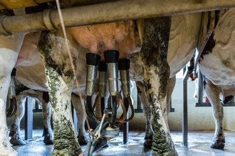 Cows Being Milked Dairy Farm Editorial Stock Photo Stock Image