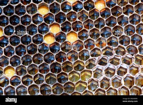 Hexagonal Pattern In Nature