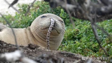 为什么鳗鱼会钻进海豹的鼻子里 知乎