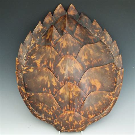 Hawksbill Sea Turtle Facts and Pictures | Reptile Fact