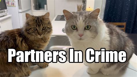 Partners In Crime Youtube