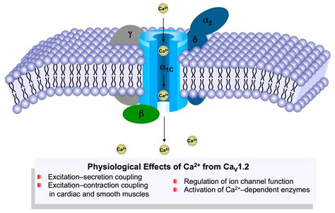 Genes Free Full Text Alternative Splicing Of L Type Cav Calcium