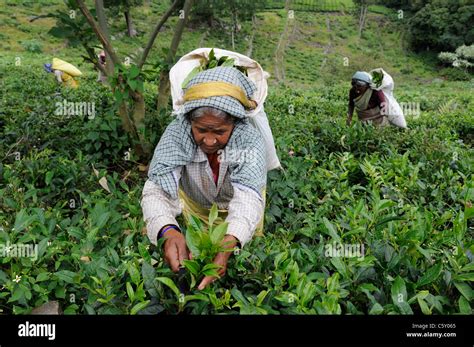 Women Workers At Tea Plantation Field Stock Photo Alamy