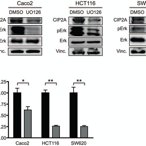 Cip2a Expression Is Regulated By Mapk Signalling Caco2 Hct116 And