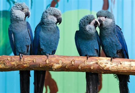 Spix’s Macaw Care Sheet | Birds Coo