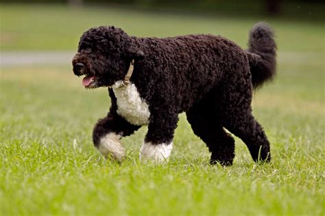 Walking Portuguese Water Dog photo and wallpaper. Beautiful Walking Portuguese Water Dog pictures