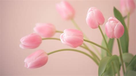 Tulips Aesthetic Wallpapers Top Free Tulips Aesthetic Backgrounds