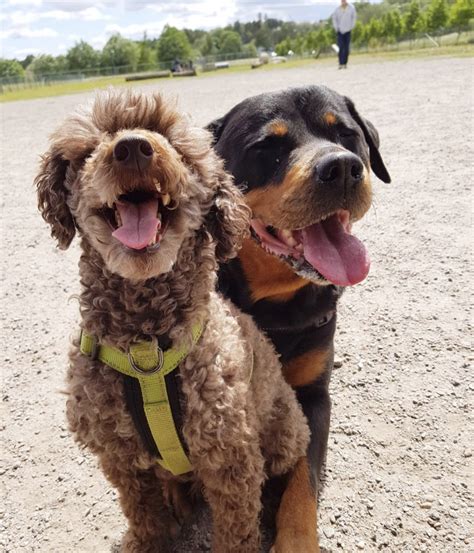 Rottweiler Poodle Crossbreed A Love Of Rottweilers