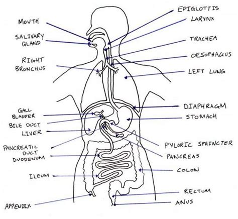 Digestive System Drawing At Explore Collection Of