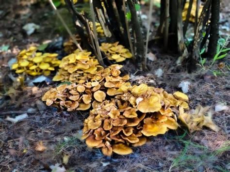 12 Common Mushrooms In Minnesota Star Mushroom Farms