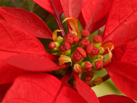 Estrella Federal Flor Roja Foto Gratis En Pixabay