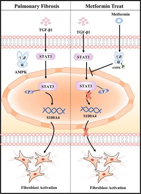 Frontiers Metformin Attenuates Fibroblast Activation During Pulmonary