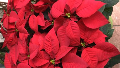 Garden Q&A: Can I use poinsettias in flower arrangements?