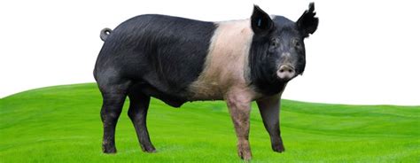 Types Of Pigs Pig Breeds For Farming And Homesteading Farmerdb