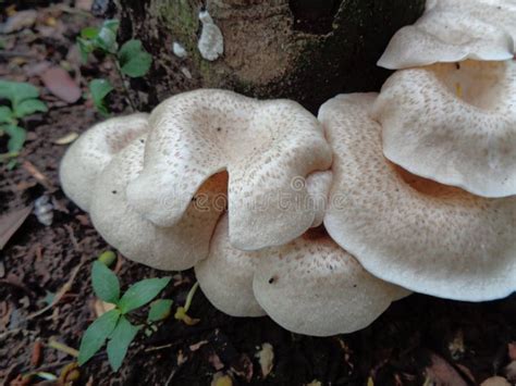 White Poisonous Mushroom in the Nature Background Stock Photo - Image ...