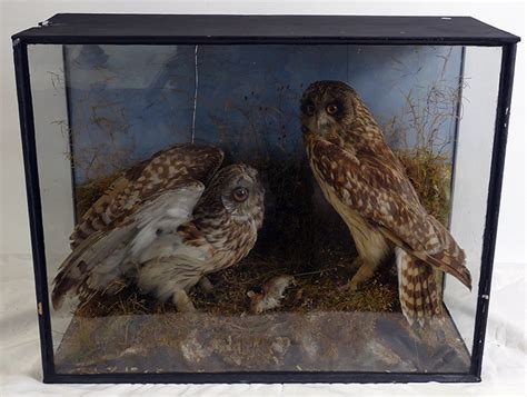 Getting Well Stuffed Taxidermy Trends At Auction Potteries Auctions